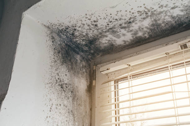Affordable Bathroom Mold Removal solutions in West Decatur, PA